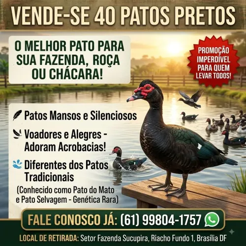 Lote de 40 Patos Pretos (Pato-do-Mato)