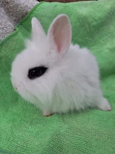 Coelho mini Leonhead