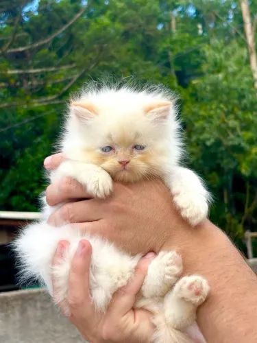 Vendo filhote de Persa Himalaia