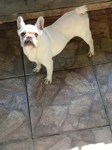 Bulldog francês 