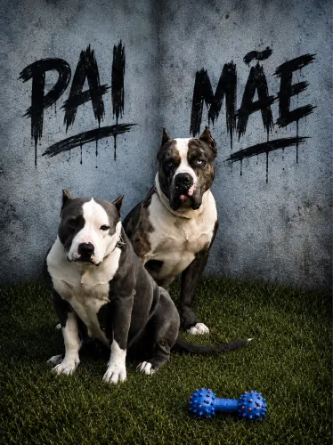 Filhote de Pitbull