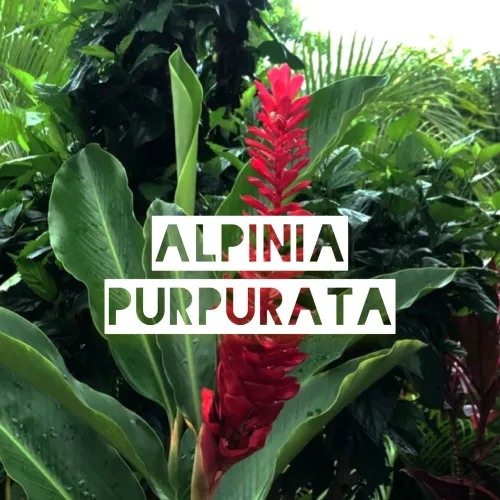 Alpinia purpurata
