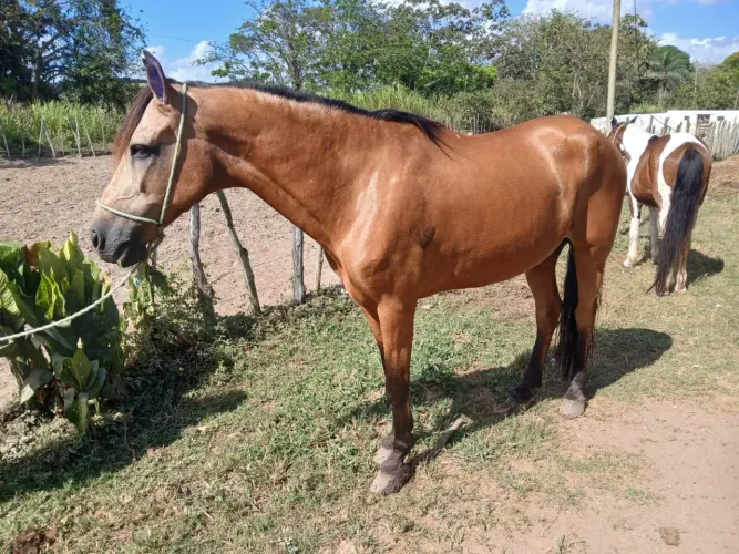 Cavalo Mangalarga Machador