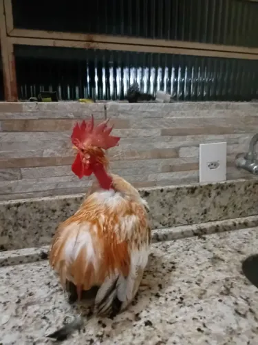 Vendo lindo mine garnize suro e polaco