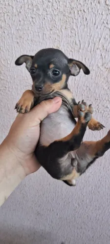 Pinscher fêmea