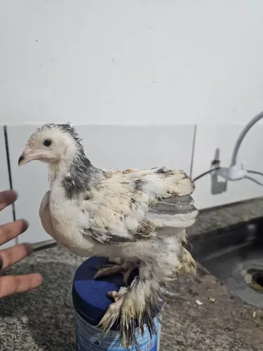 Pintinhos e franguinhos Brahma