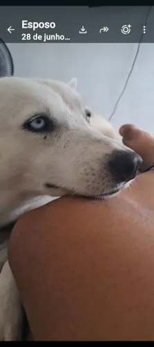 Cachorro cadela 