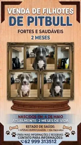Cachorro 