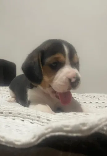 filhotes de beagle,pais com pedigre