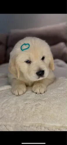 Golden Retriever macho