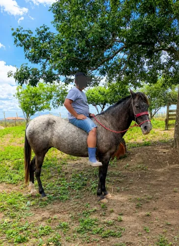 Égua de procedência 