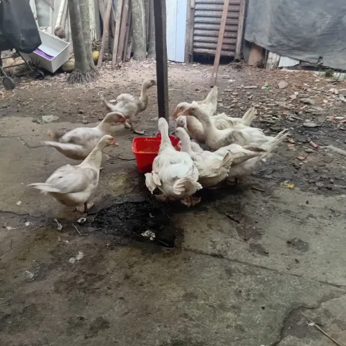 Patos