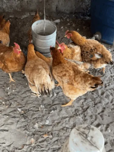 Galinha poedeira Embrapa 51
