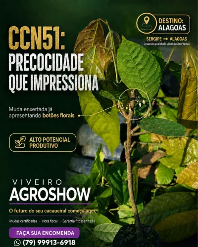 Mudas de cacau enxertadas 
