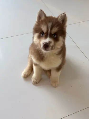 Husky siberiano