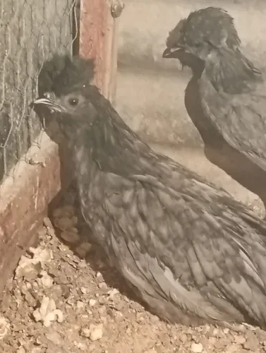 Franguinhos/as polonesa