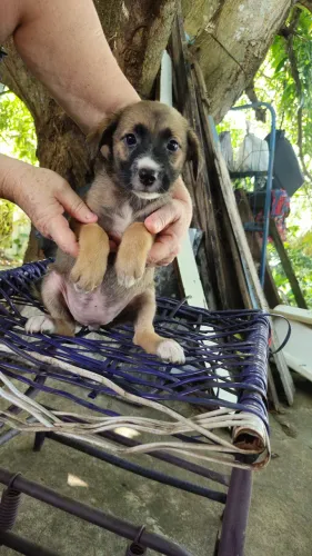 Filhotes de cachorros para doação 