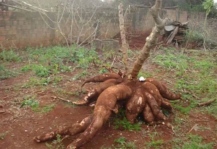 Rama mandioca gigante