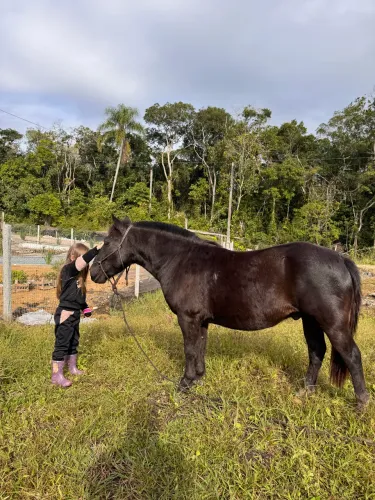 Pônei- Mini cavalo