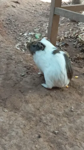 Porquinhos da índia 