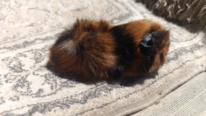 Porquinhas da Índia