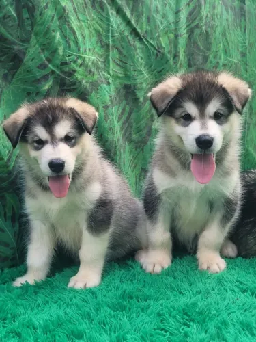 Casal de filhotes de husky siberiano