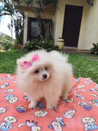 Lulu da Pomerânia fêmea branca