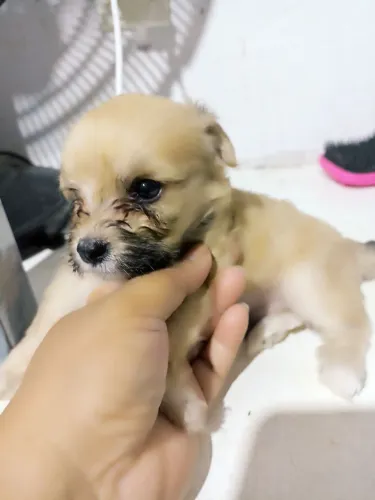 Filhotes de poodle 