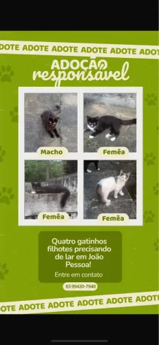 Adoção de gatinhos