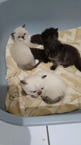 Gatos persa
