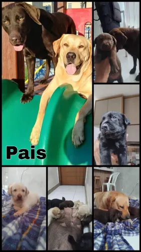 LABRADORES 100% PUROS