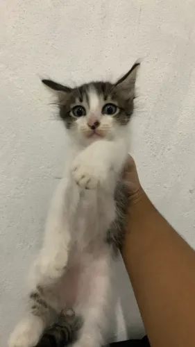 adoção de gato 3 meses