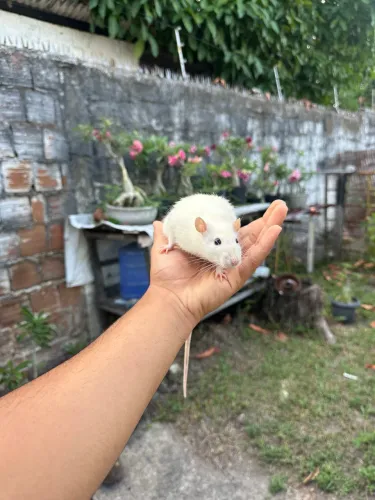 Ratos mercol