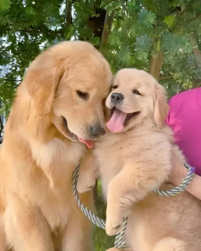 Golden Retriever - O Destaque Da Rodada