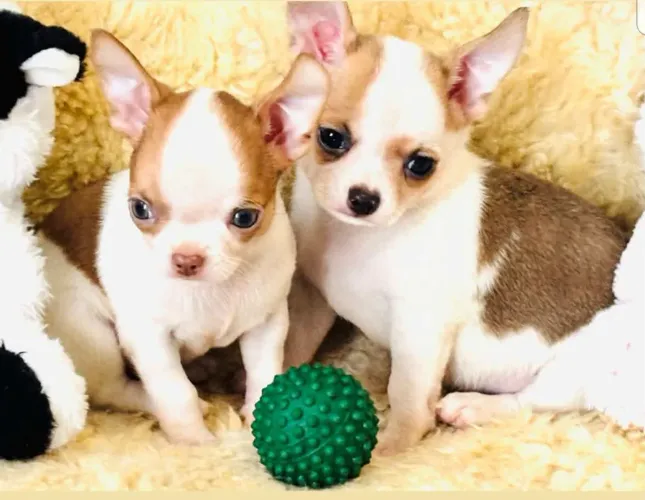 Vende se filhotes de chihuahua