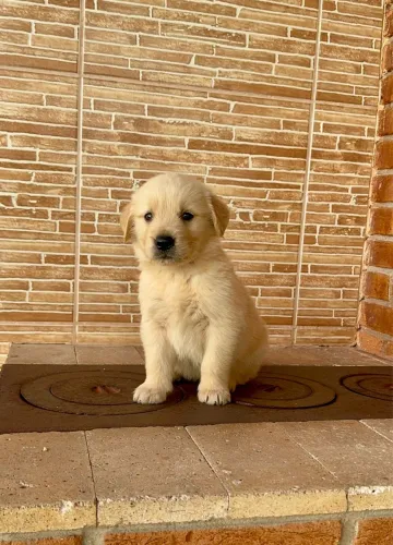 Golden Retriever Bebê - Raça Pura