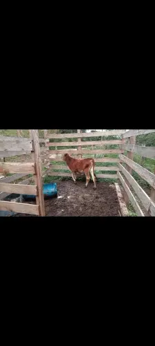 Vende-se Bezerra cruzamento industrial, filha de senepol com nelore