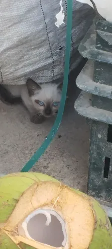 Gatinha para adoção ? responsável 