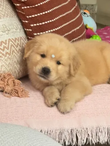 Golden retriever douradinho encantador 