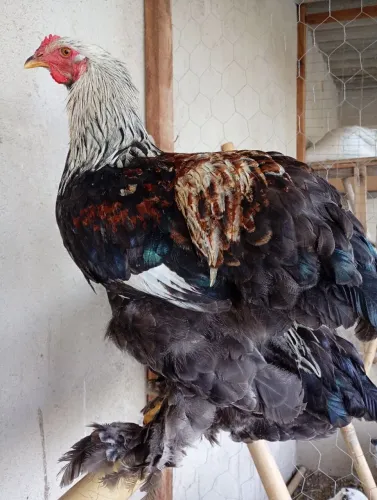 Vendo Galos Brahma