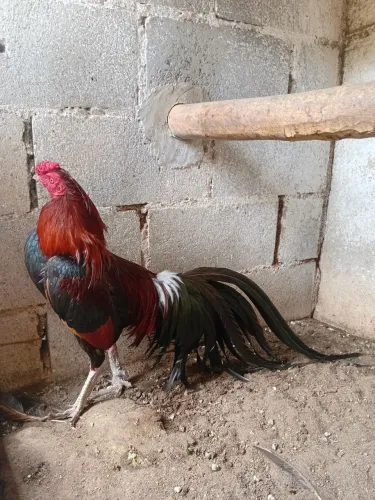 Casal fenix com indio. 