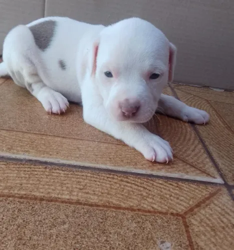 American Bully parcele em até 10x