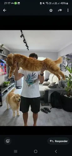 VENDA MAINE COON - ADULTOS SUPER DOCIL