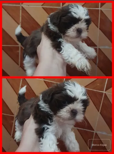 Vendas