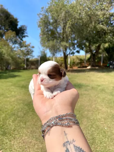 Mini Shihtzu fêmea com pedigree