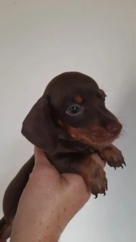 Filhotes de Salsicha Basset Teckel