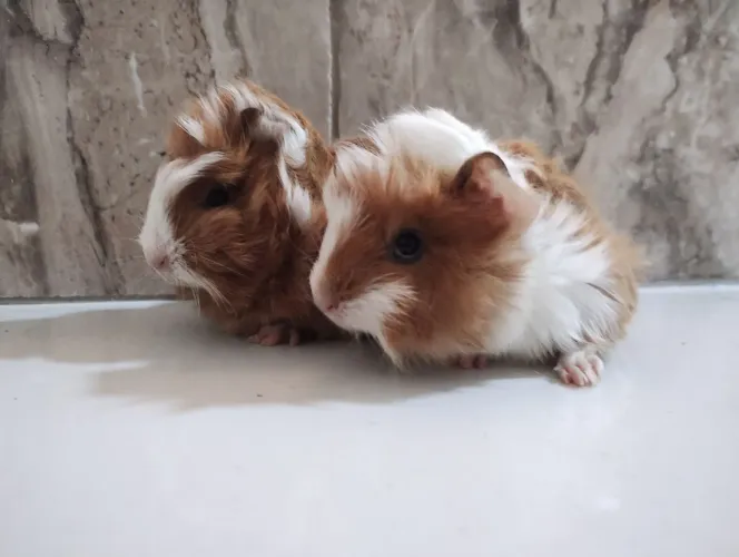 Porquinho da índia peludo