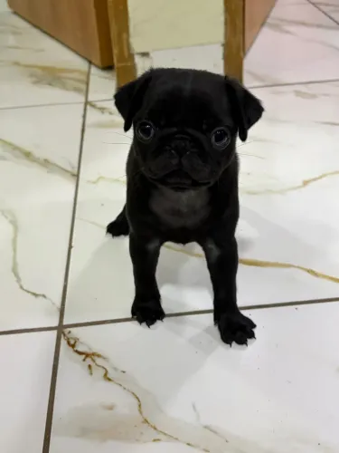 Pug fêmea