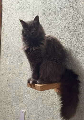 Maine Coon adulto Fêmea