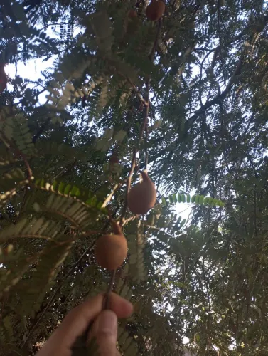 Pé de tomarindo na época da colheita.
